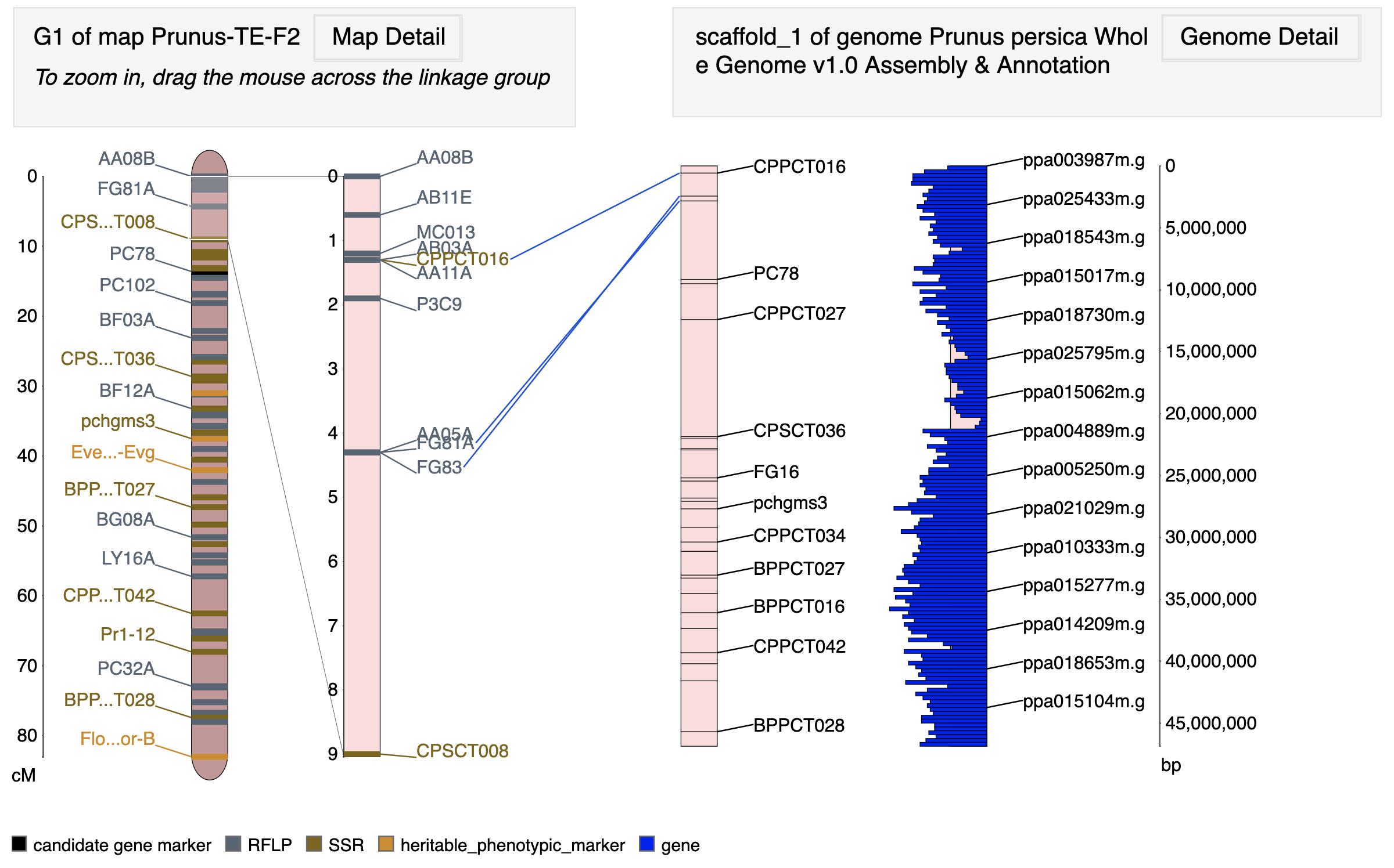 MapViewer_GenomeCorrespondence